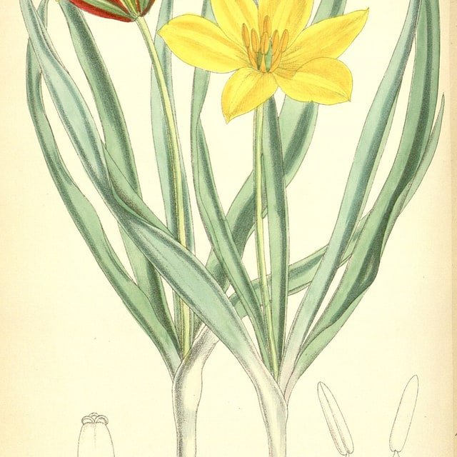 Tulip Seed