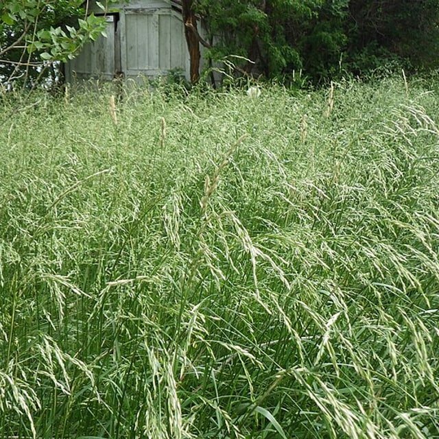 Fescue Seed