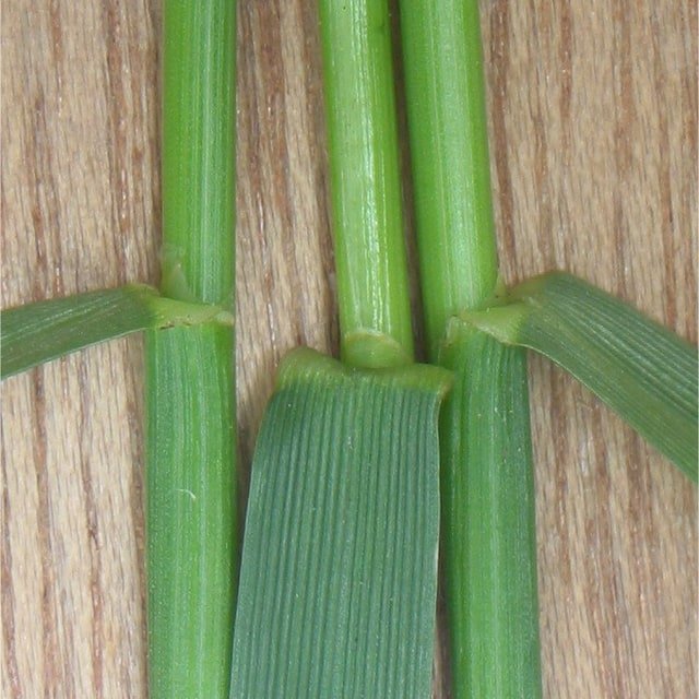 Rye Grass Seed