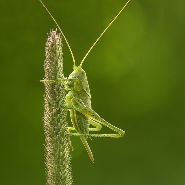 Timothy Grass Seed