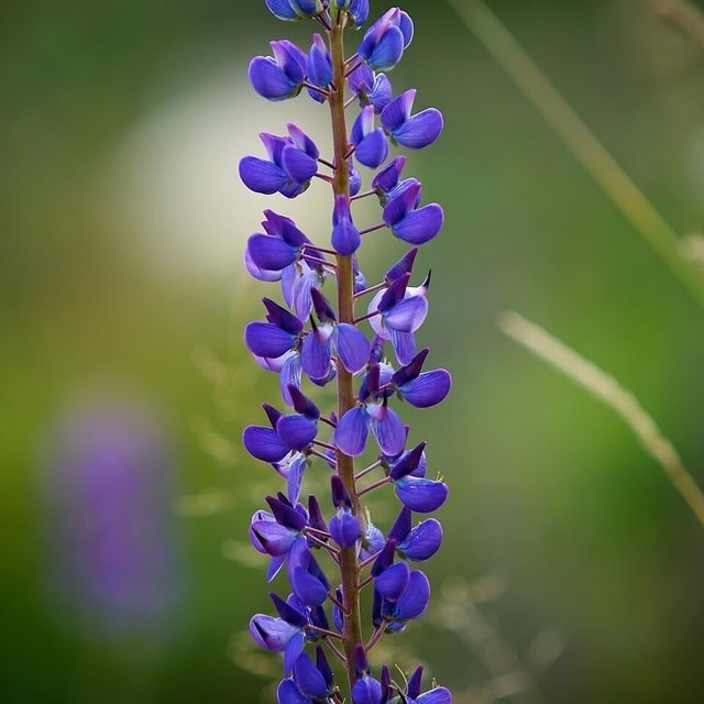 Australian Lupin Seed