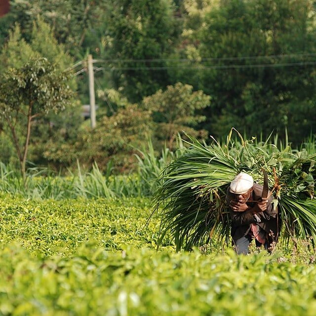 Napier Grass Seed