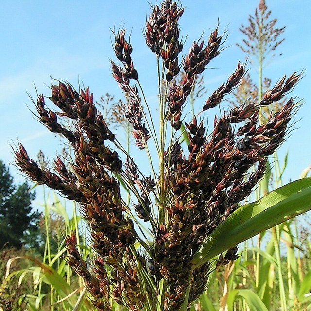 Sudan Grass Seed