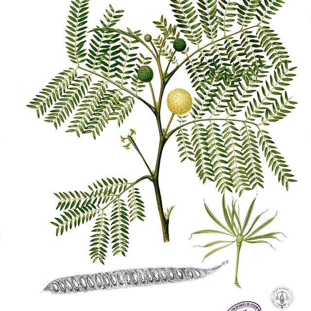 Subabul Seed