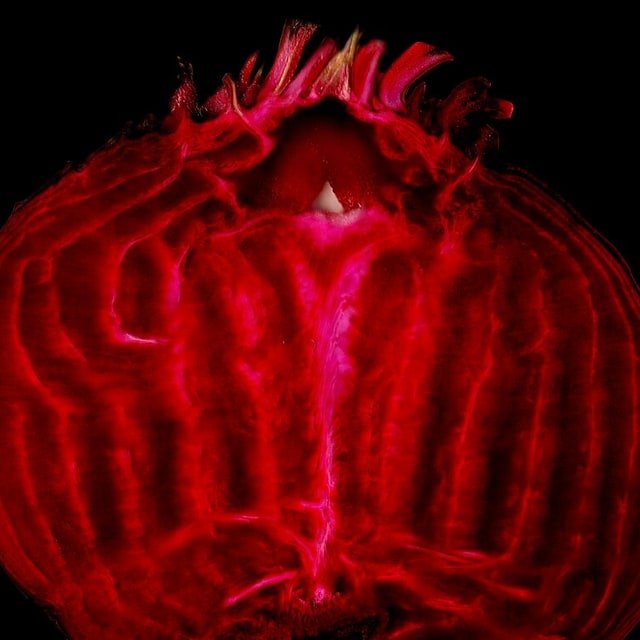 Fodder Beet Seed