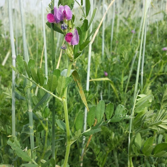 Vetch Seed