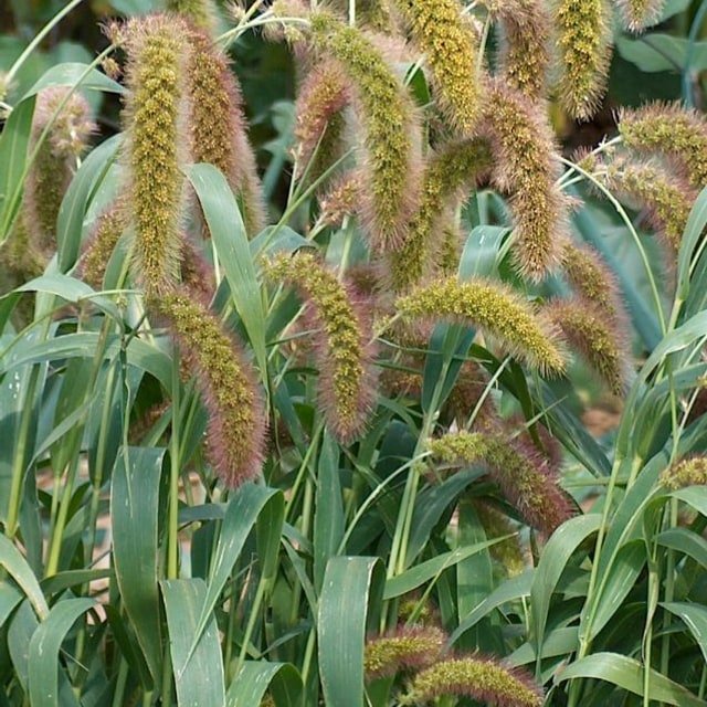 Setaria Grass Seed