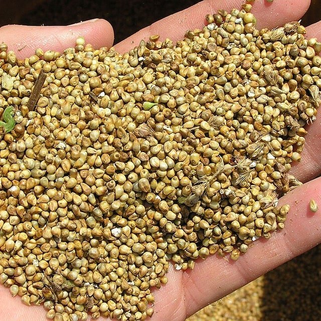 Fodder Pearl Millet Seed