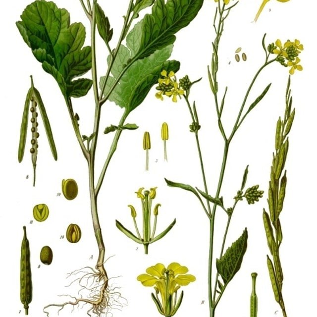 Fodder Mustard Seed