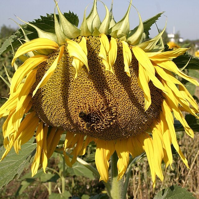Fodder Sunflower Seed