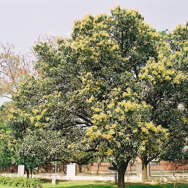 Mango Seed for planting