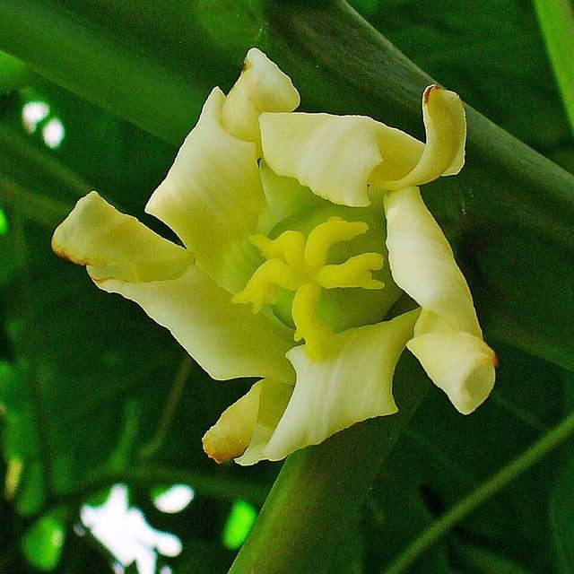 Papaya Seed