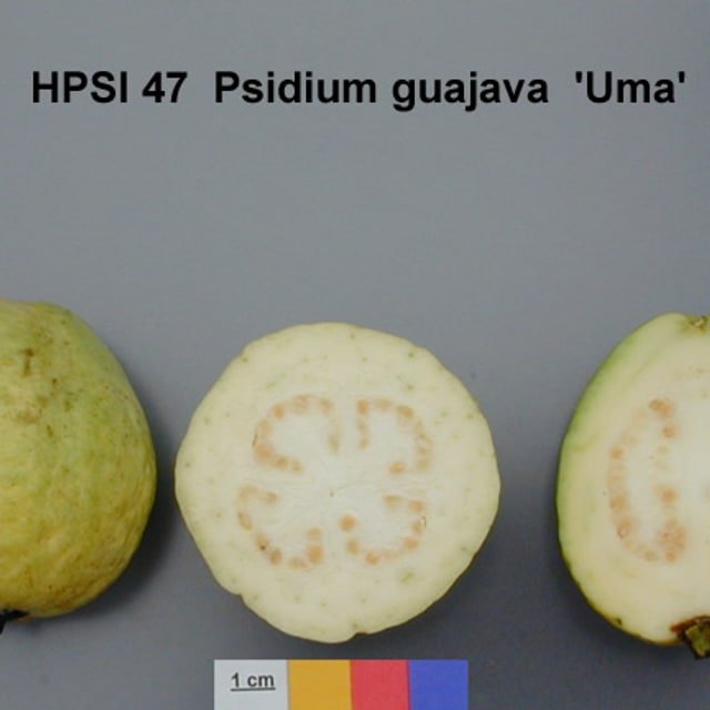 Guava Seed