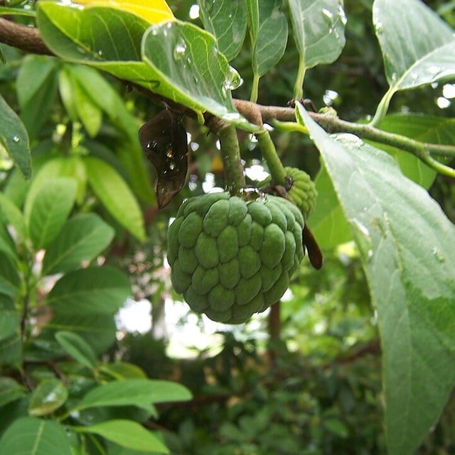 Custard Apple Seed