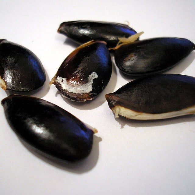 Sapota/Chikoo Seed