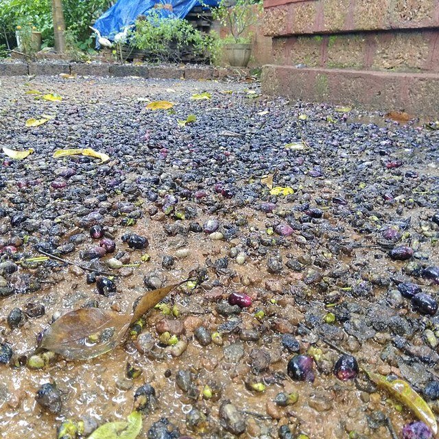 Jamun Seed