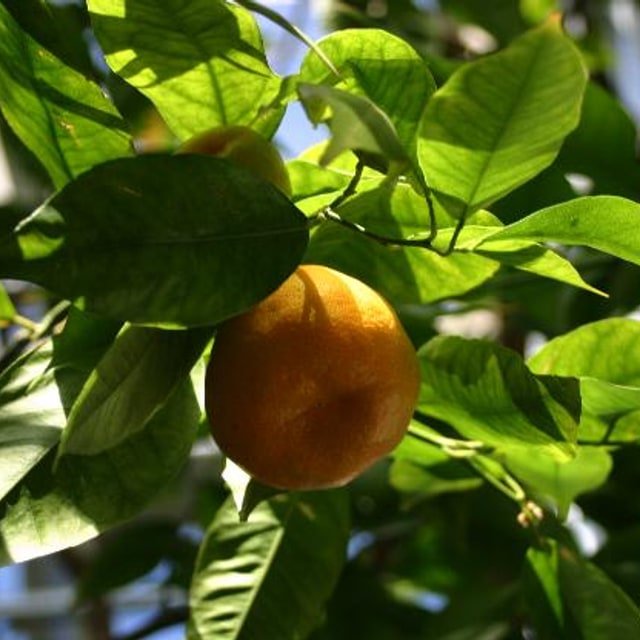 Mandarin Seed