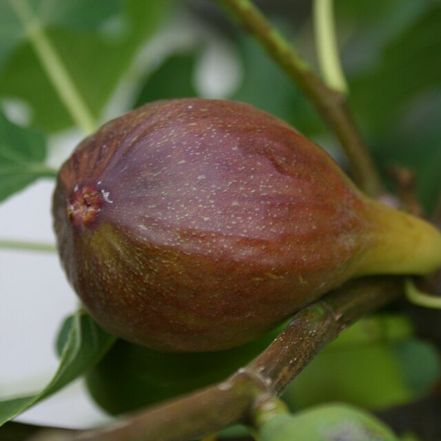 Fig Seed