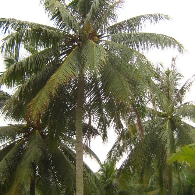 Coconut Seed Nut for planting
