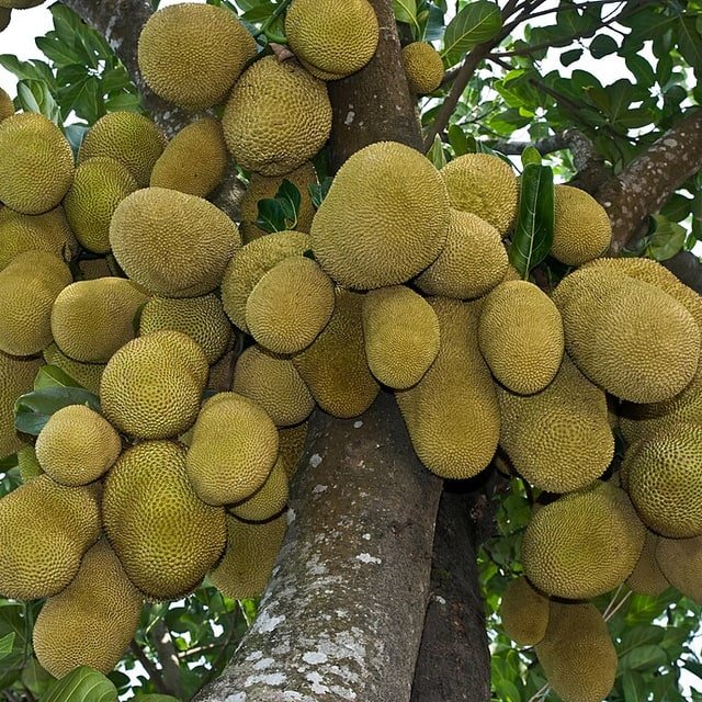 Jackfruit Seed