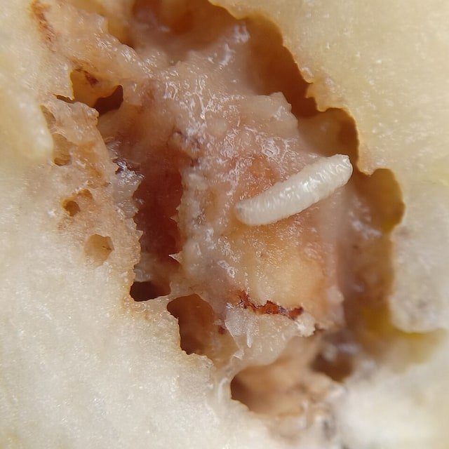 Ber Seed