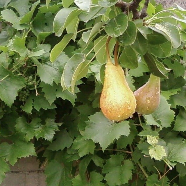 Pear Seed for planting