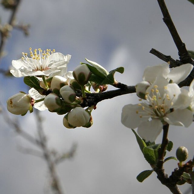 Plum Seed for planting