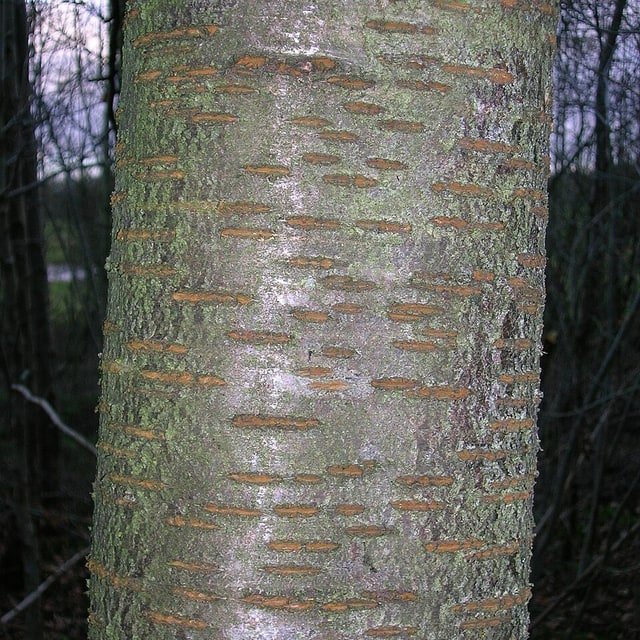Cherry Seed for planting