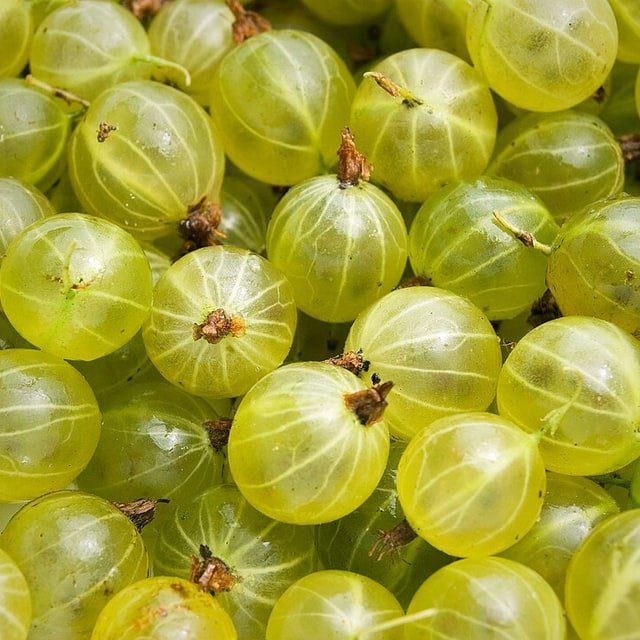 Gooseberry Seed