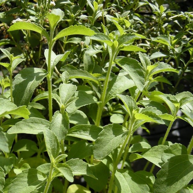 Stevia Seed