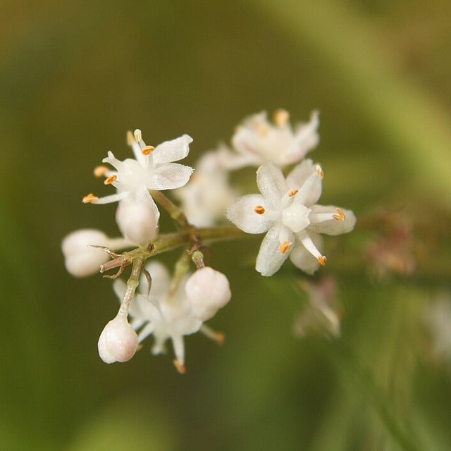Shatavari Seed