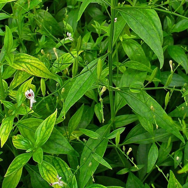 Kalmegh Seed
