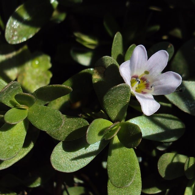 Brahmi Seed