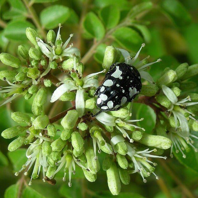 Curry Leaf Seed for planting