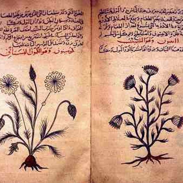 Cumin Seed for planting