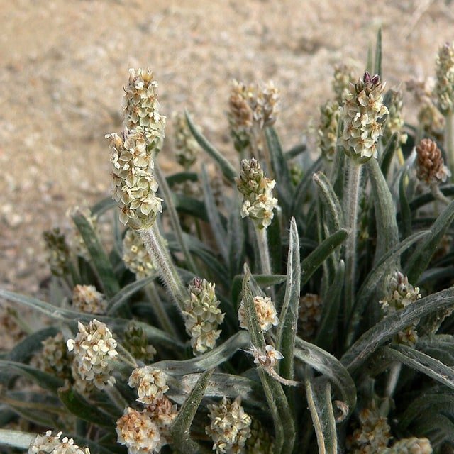 Psyllium Seed for sowing