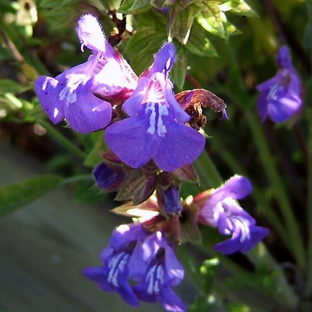 Sage Seed