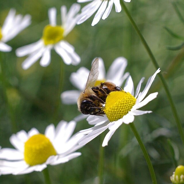 Chamomile Seed