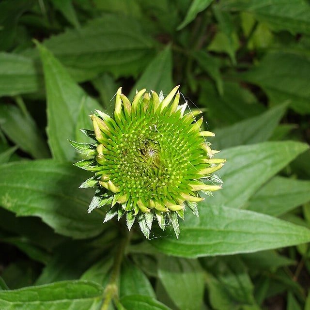 Echinacea Seed