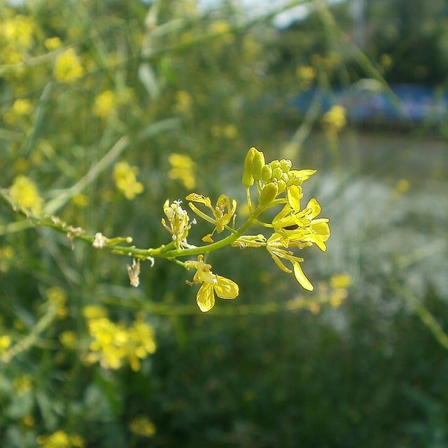 Mustard Seed for sowing