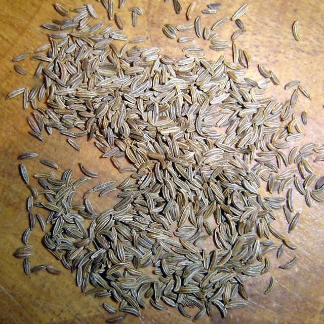 Caraway Seed for sowing