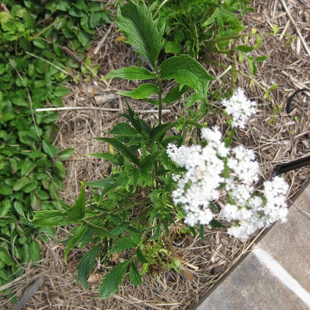 Anise Seed for sowing
