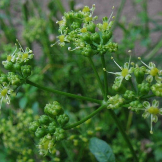 Parsley Seed for sowing
