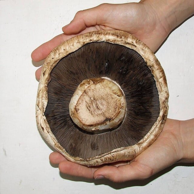 Mushroom Spores for cultivation