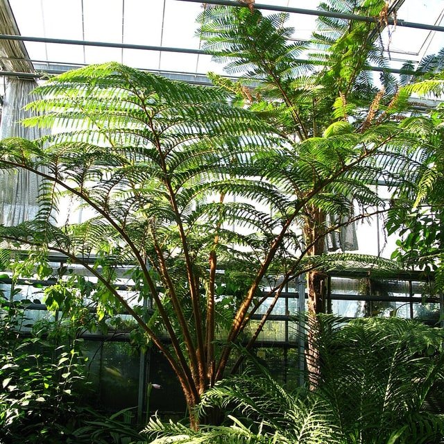 Fern Spores for propagation