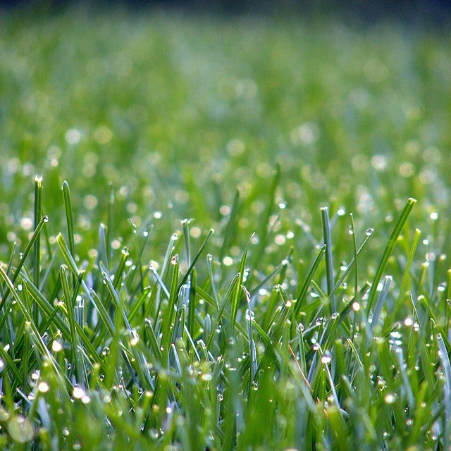 Lawn Grass Seed