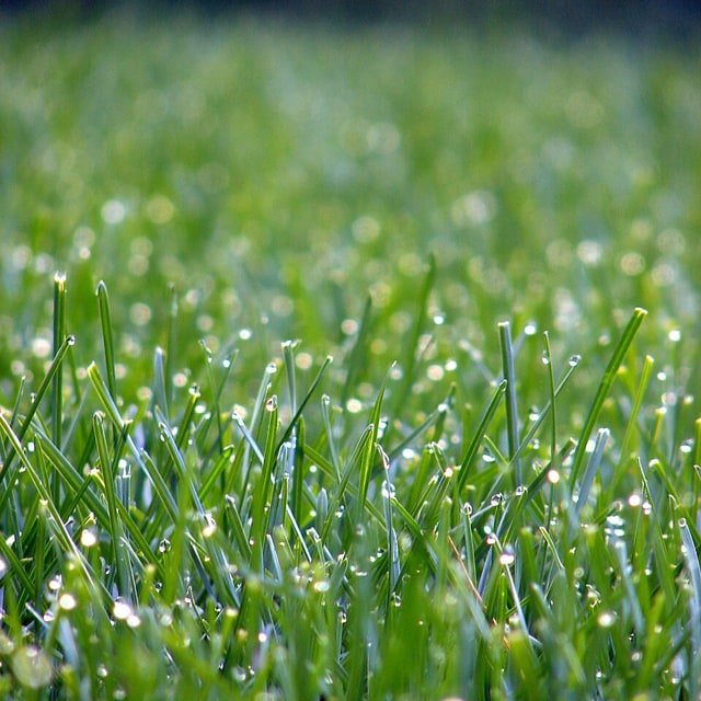 Golf Course Grass Seed