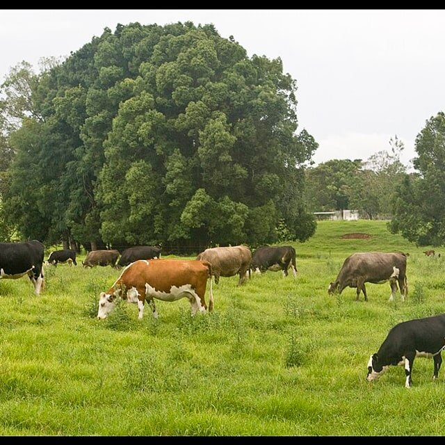 Pasture Grass Seed