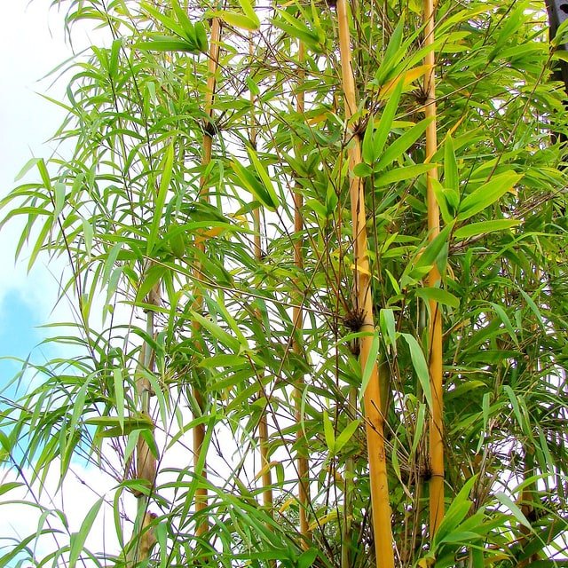 Bamboo Seed