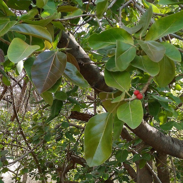 Banyan Seed